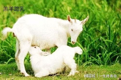 娱乐吃瓜酱外婆养大的小羊